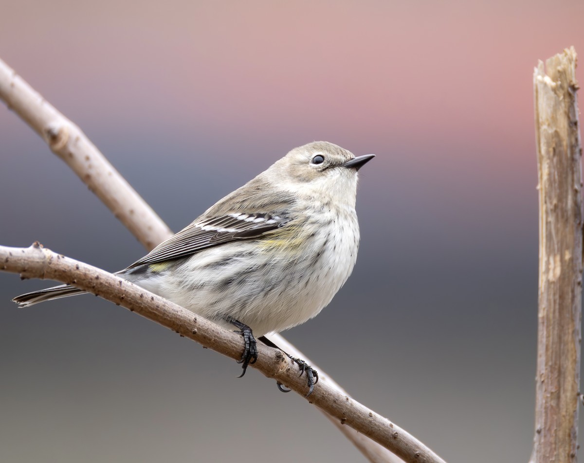 myrteparula - ML650445812