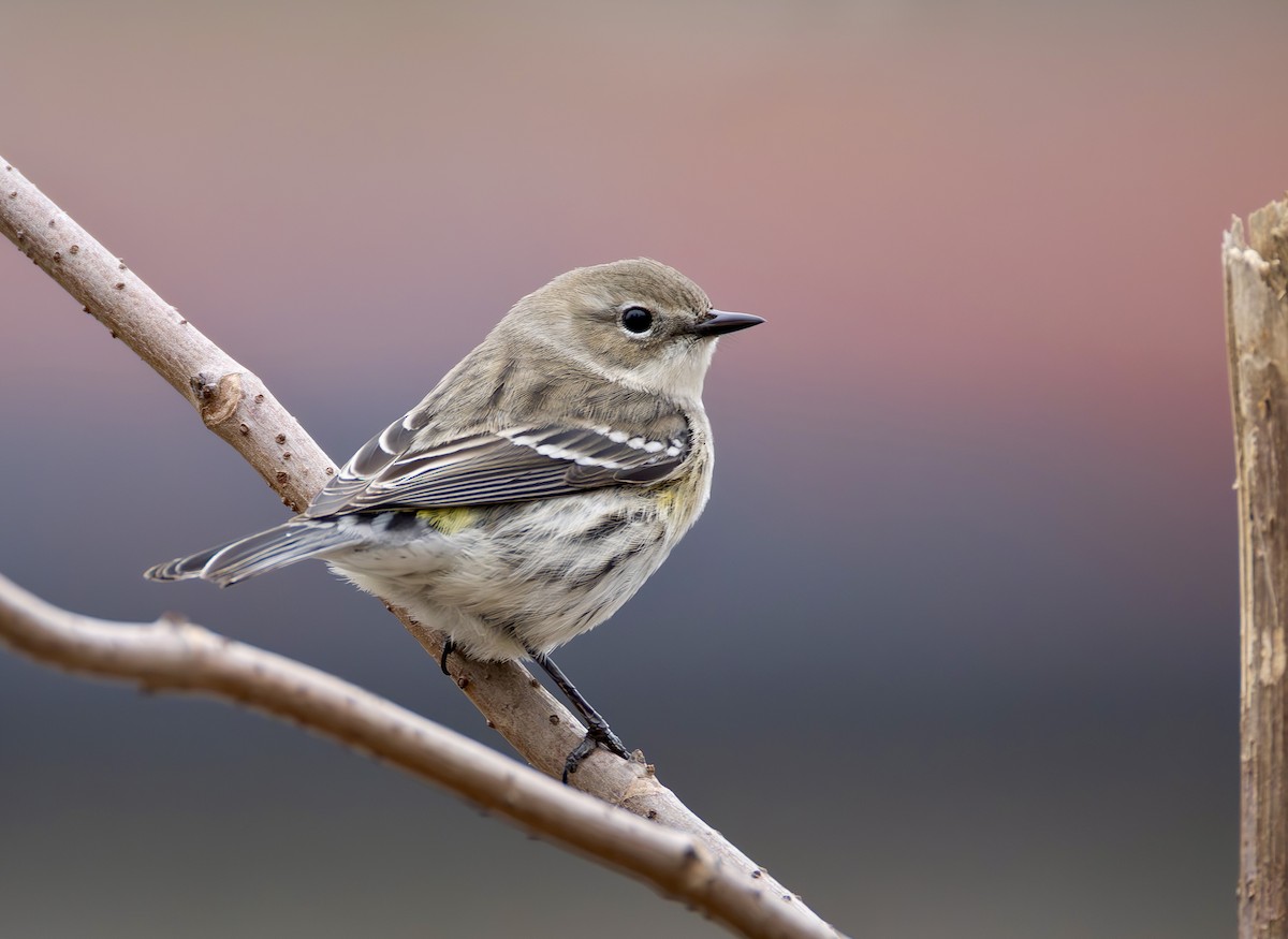 myrteparula - ML650445815