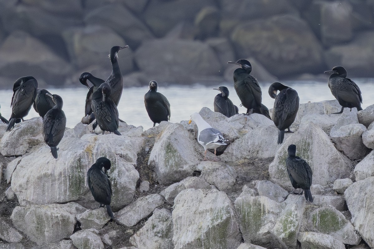 アオノドヒメウ - ML650445819