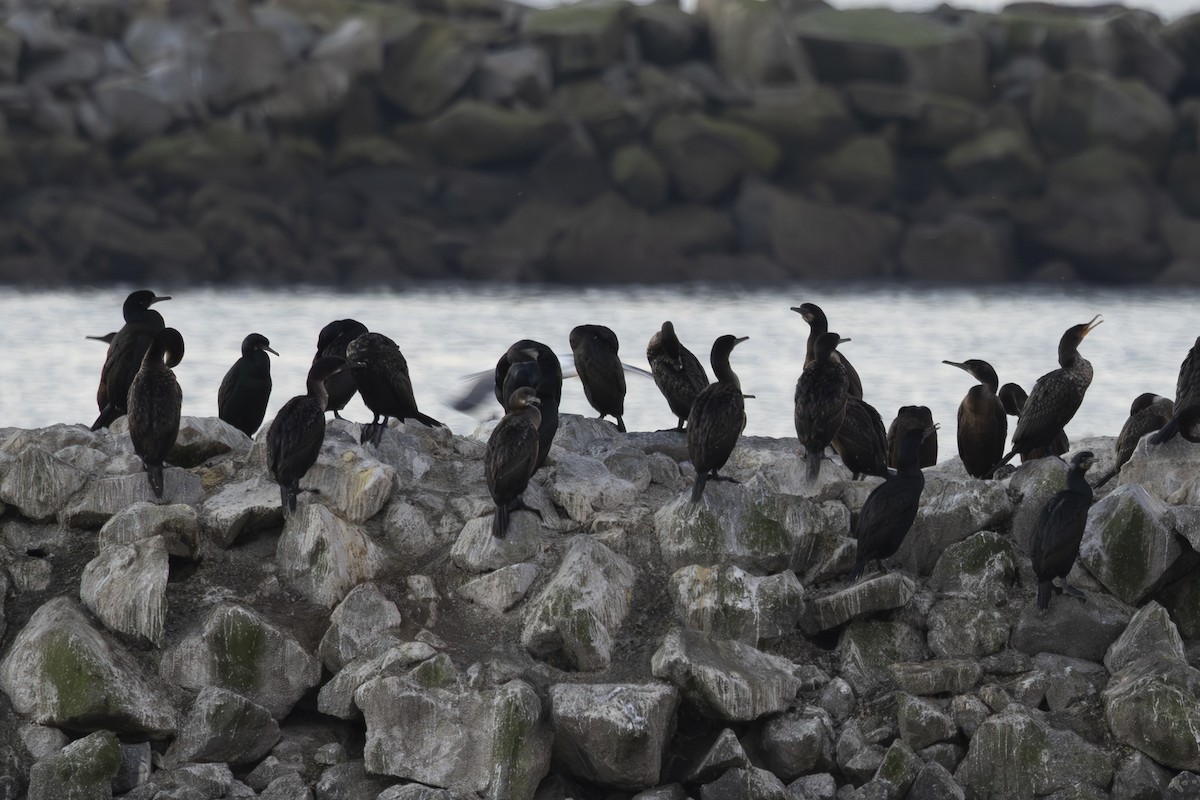 アオノドヒメウ - ML650445820