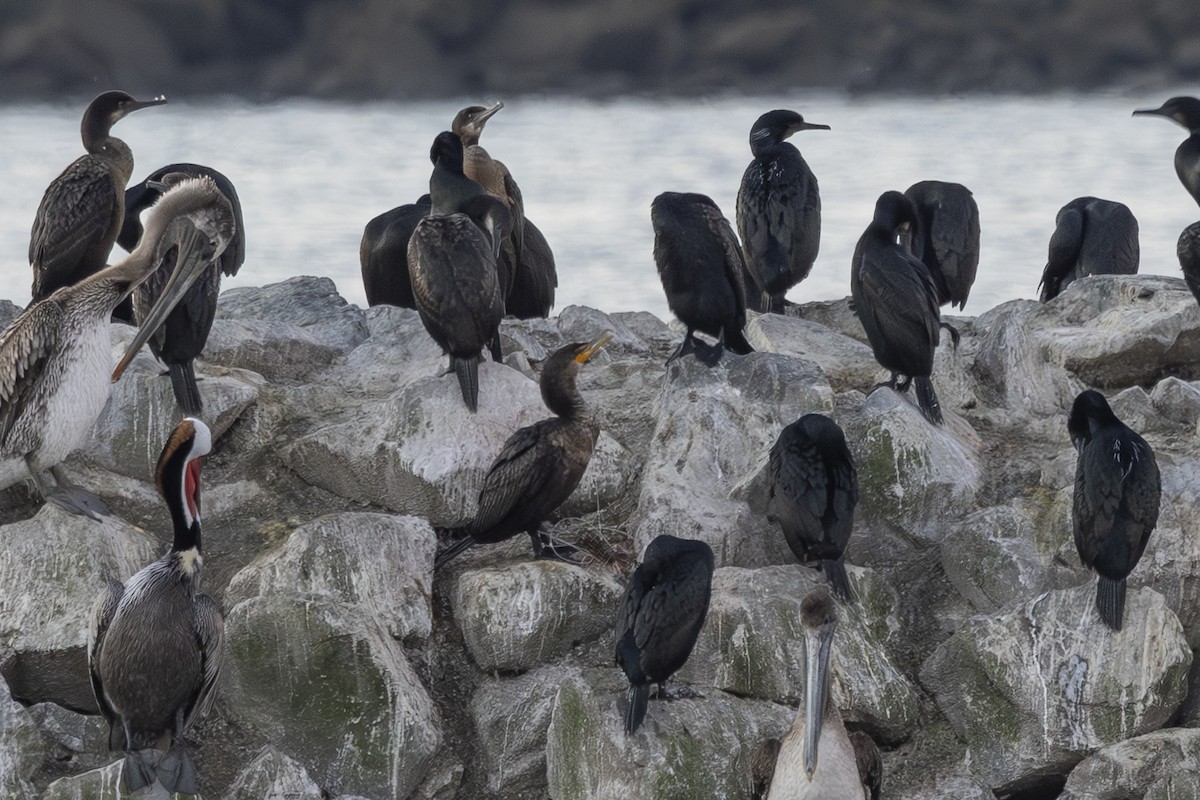 ミミヒメウ - ML650445836