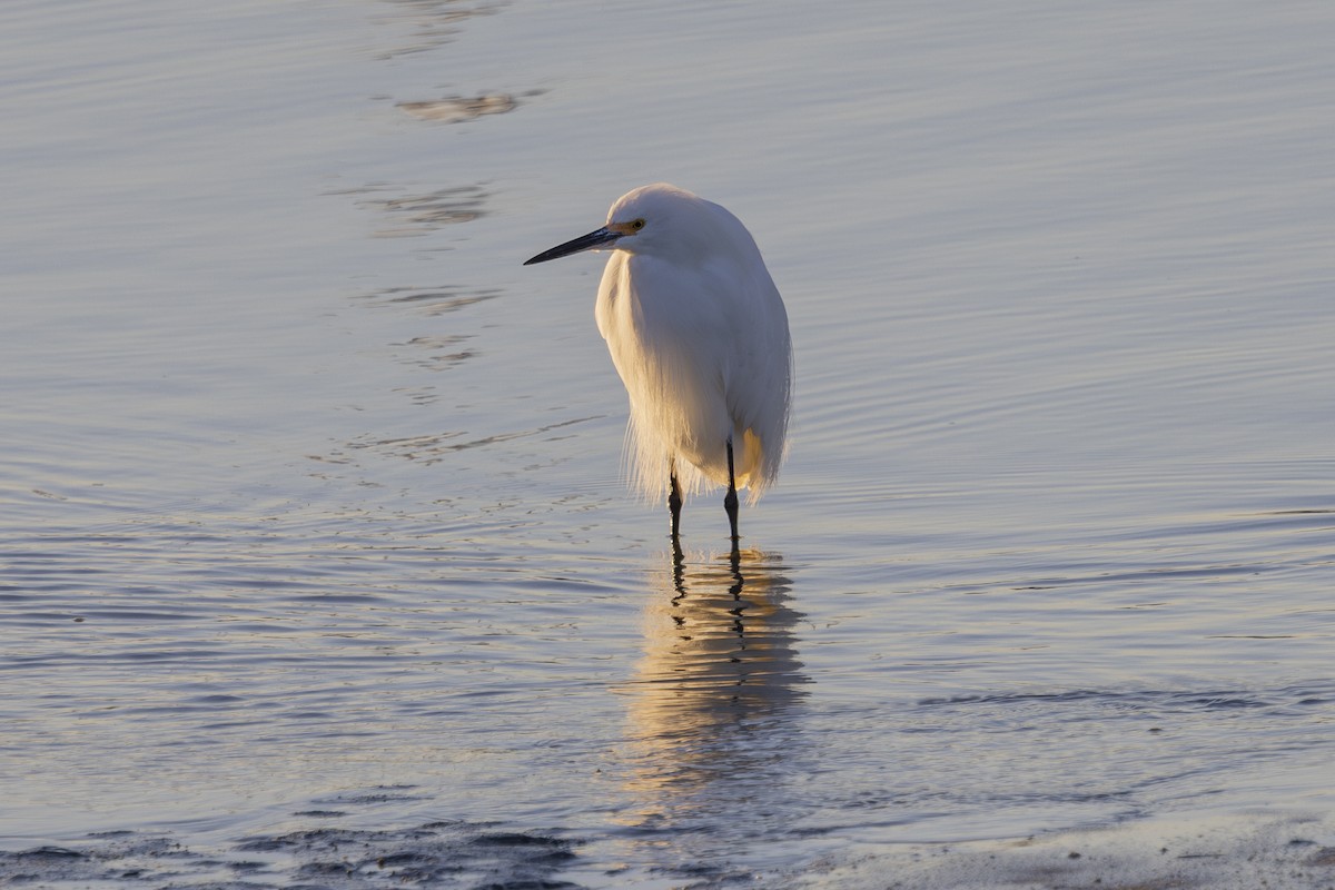ユキコサギ - ML650445846