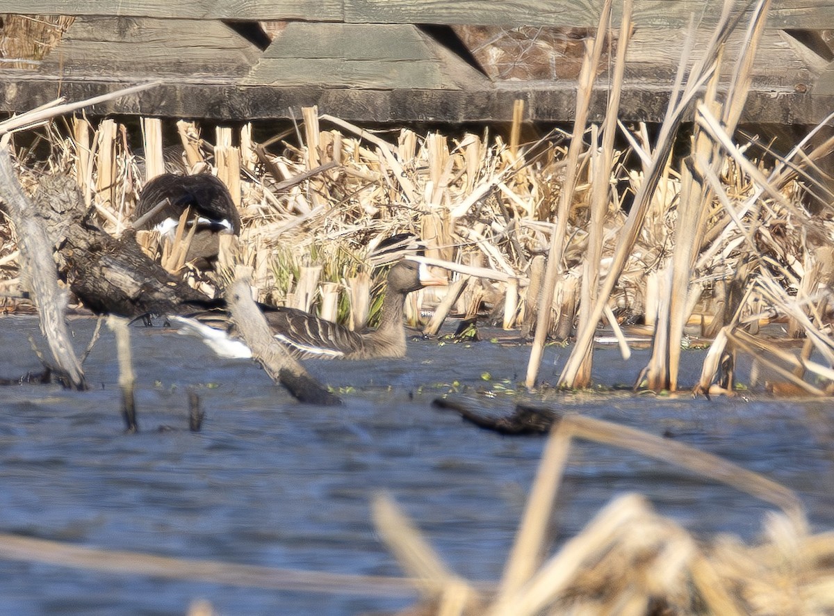 tundragås - ML650445849