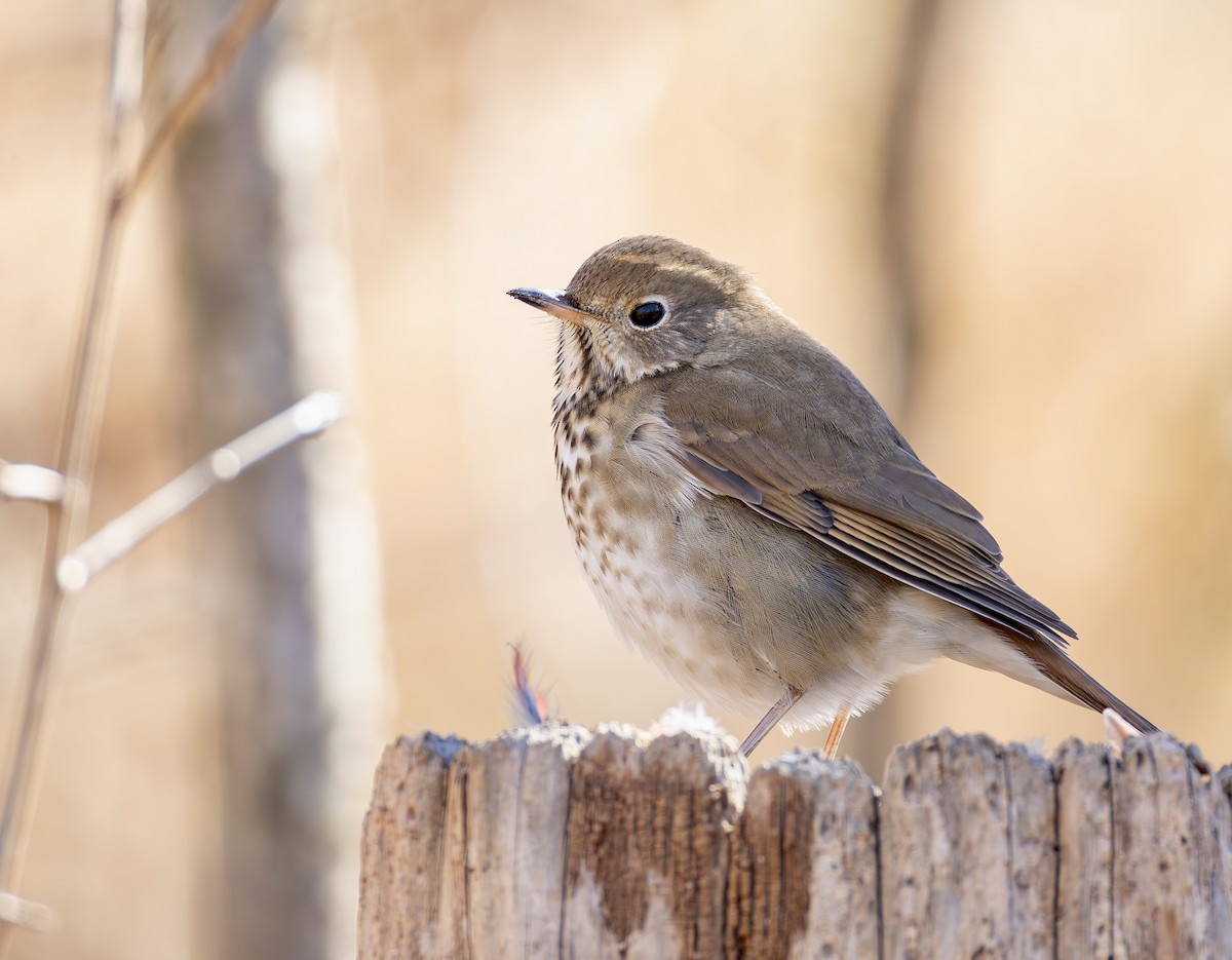 eremittskogtrost - ML650445852