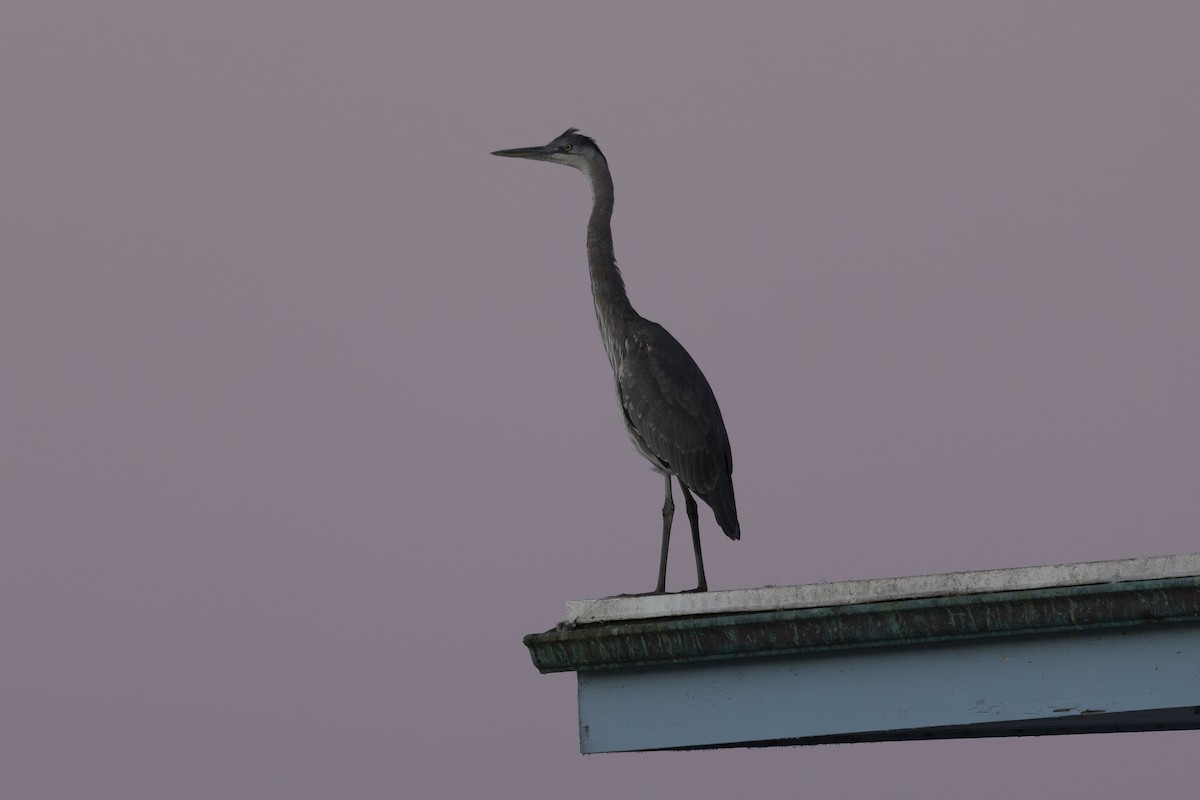 オオアオサギ - ML650445857