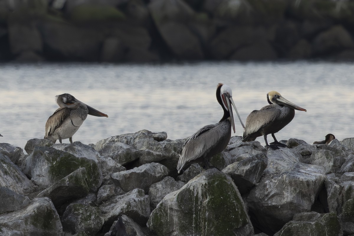 カッショクペリカン - ML650445873