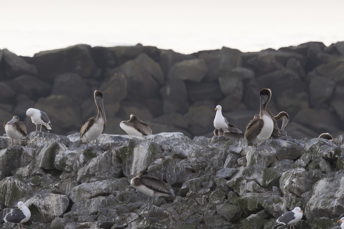 カッショクペリカン - ML650445874