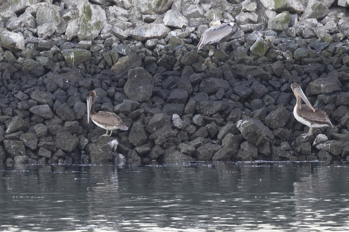 カッショクペリカン - ML650445875