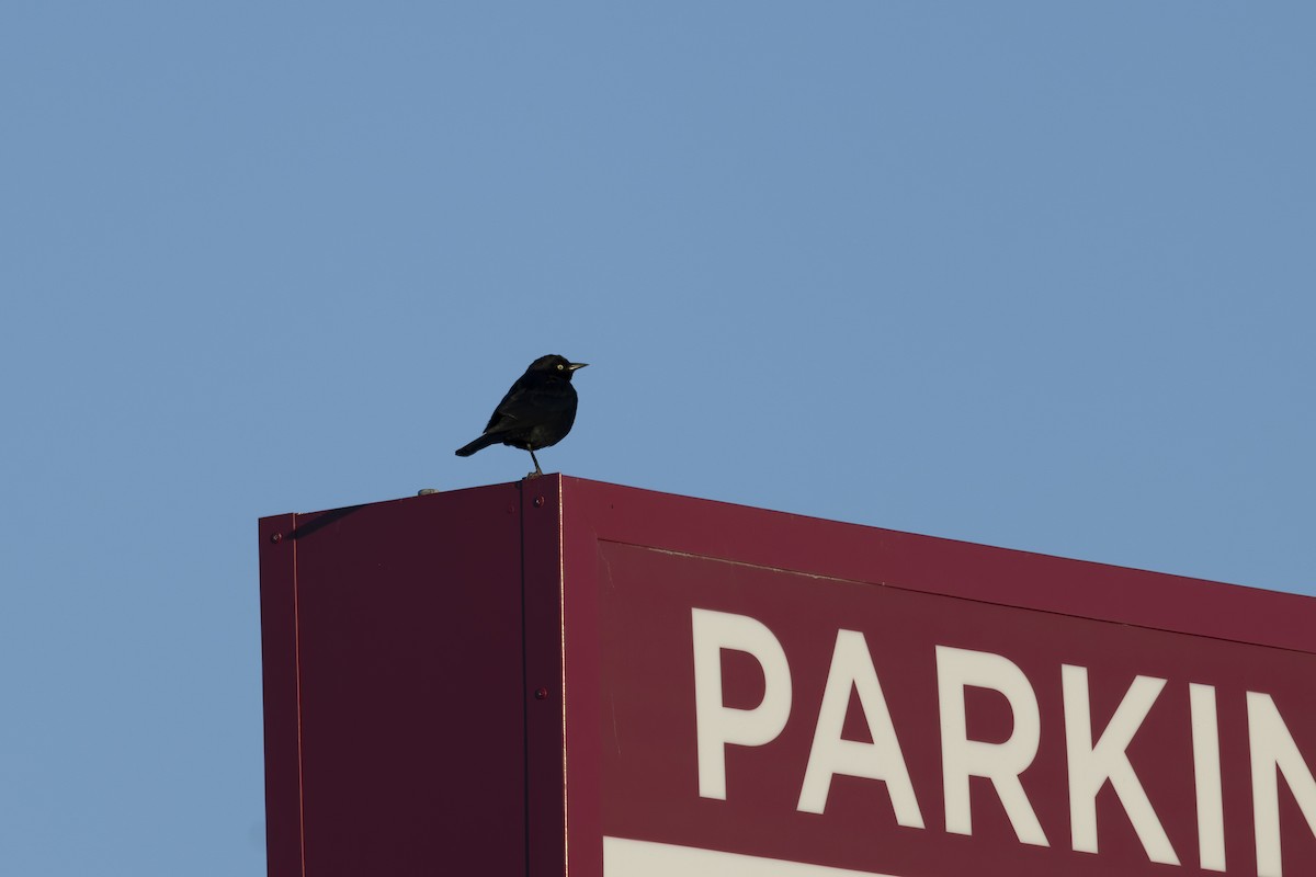 テリムクドリモドキ - ML650445916