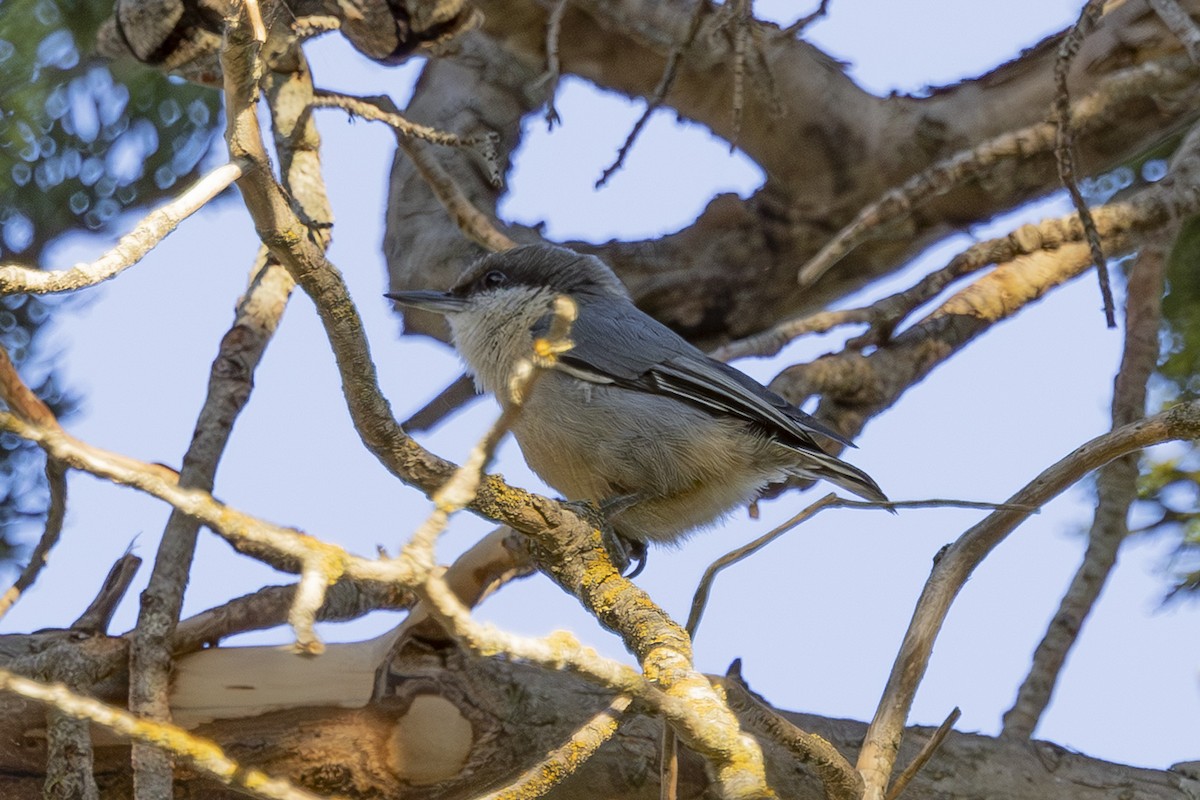 ヒメゴジュウカラ - ML650445944