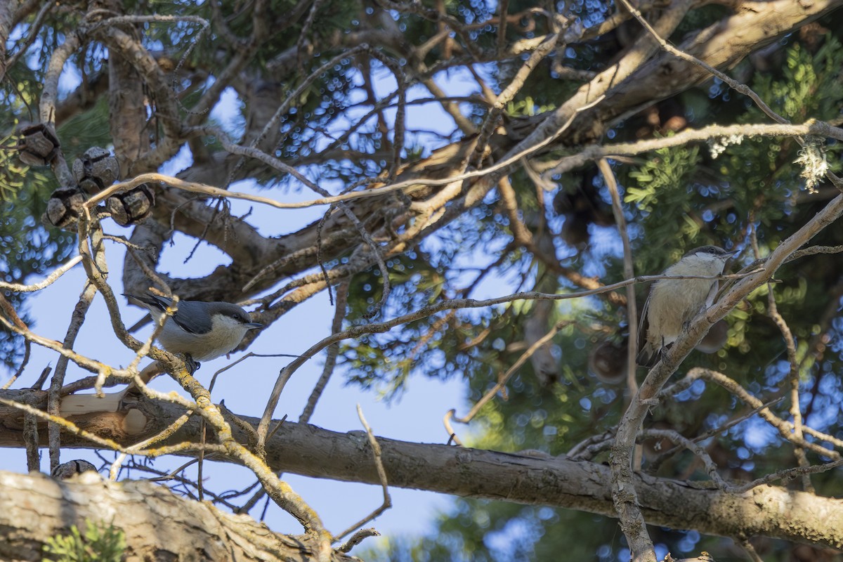 ヒメゴジュウカラ - ML650445945