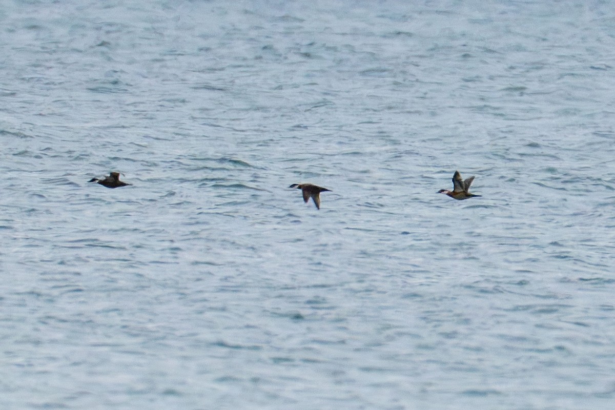 Kara Ördek - ML650446066