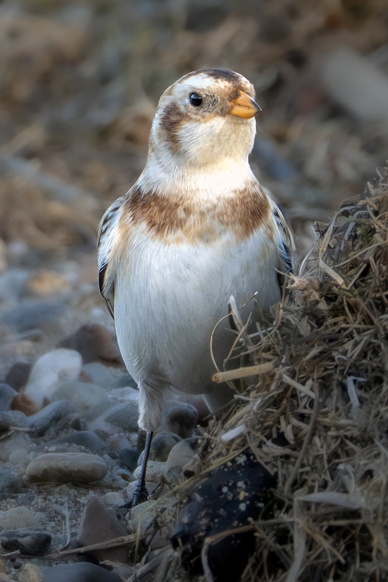 Alaca Çinte - ML650446220