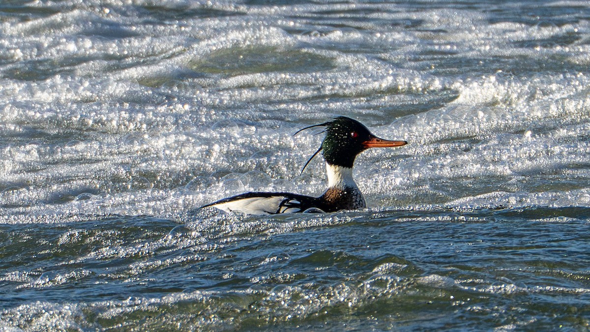 Tarakdiş - ML650446233