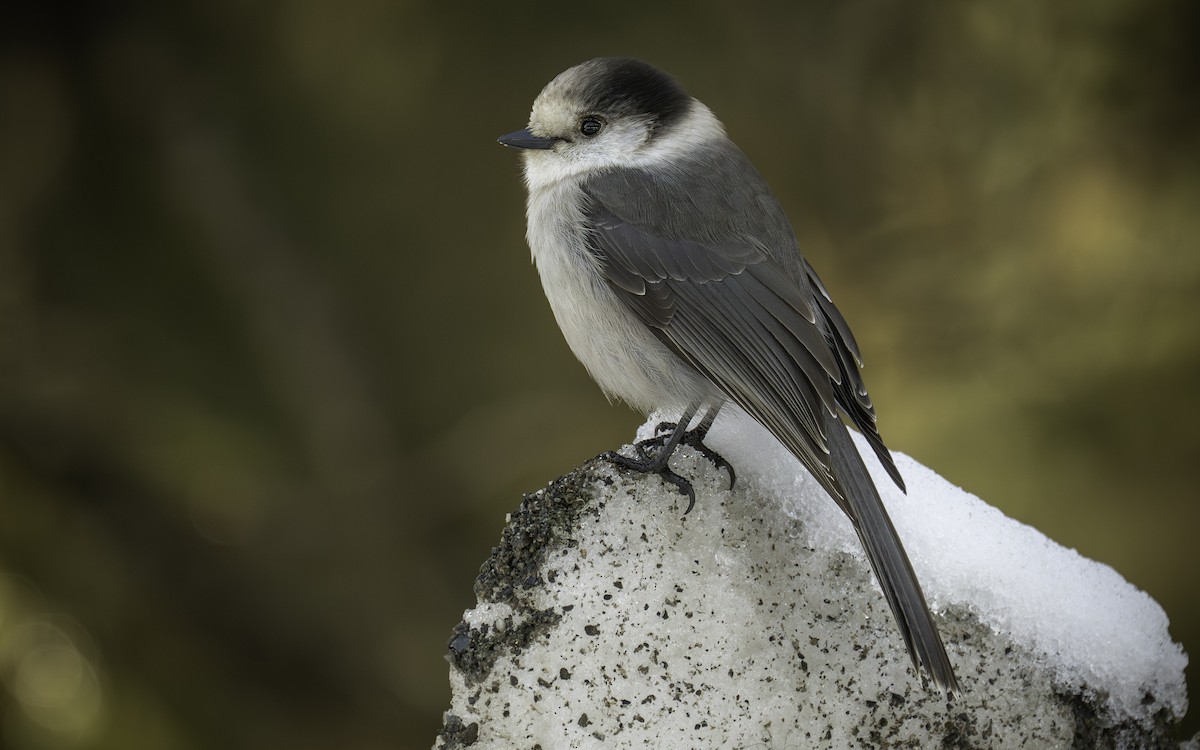 Canada Jay - ML650446263