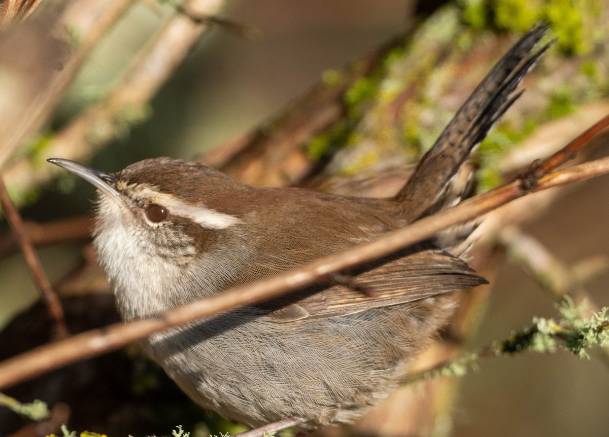 střízlík pokřovní - ML650446368