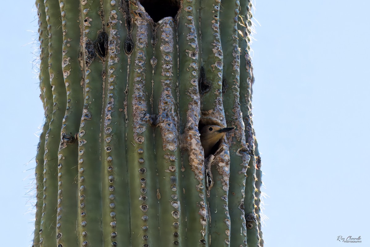 Pic des saguaros - ML650446391