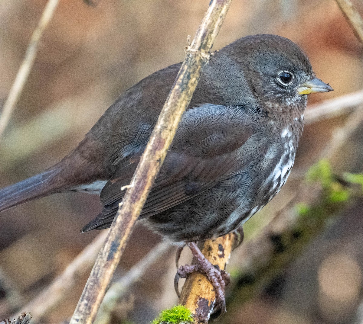 strnadec kaštanový - ML650446394