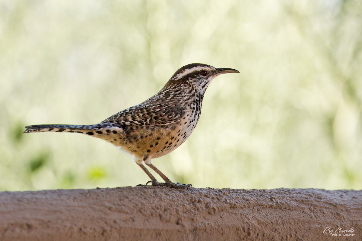 Troglodyte des cactus - ML650446405