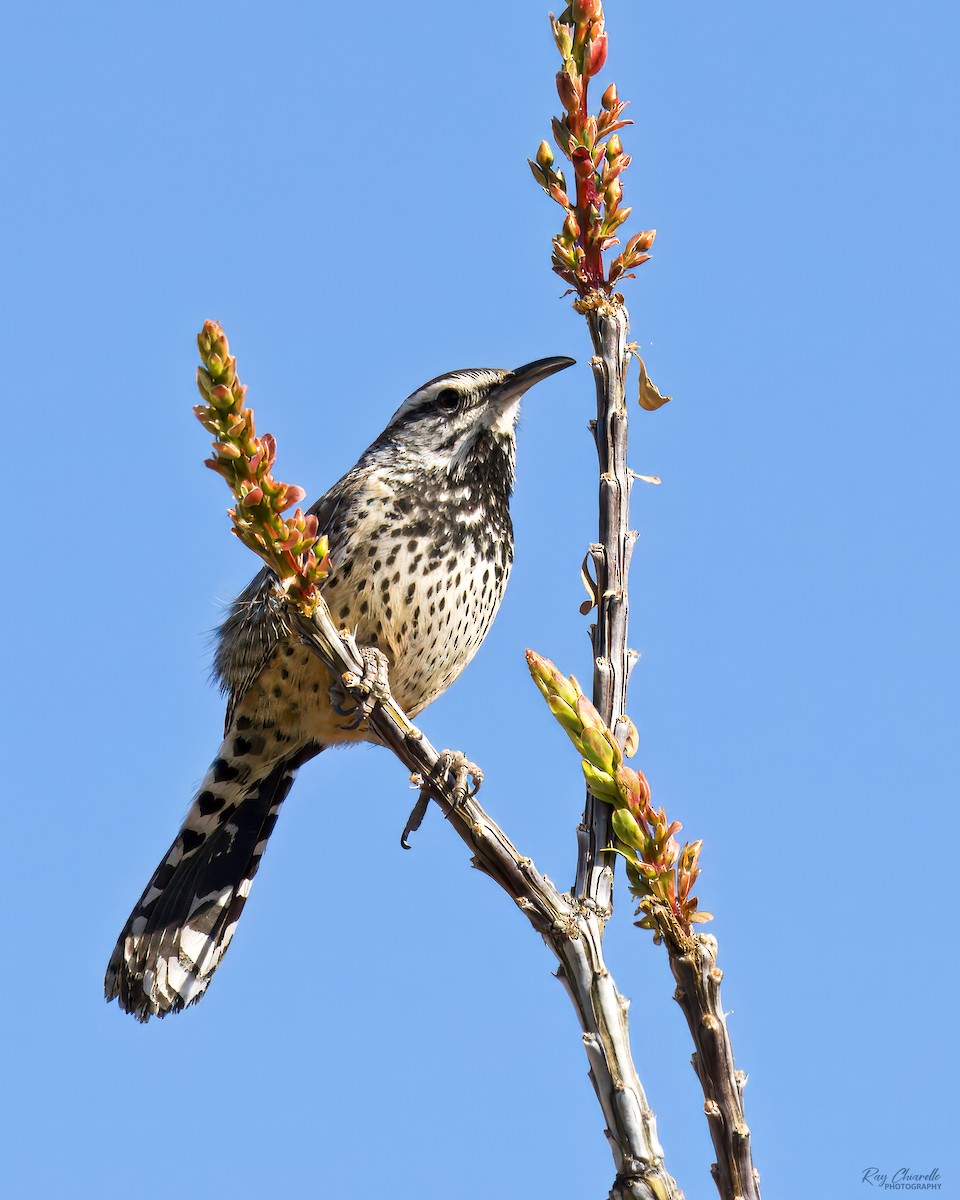 Troglodyte des cactus - ML650446414