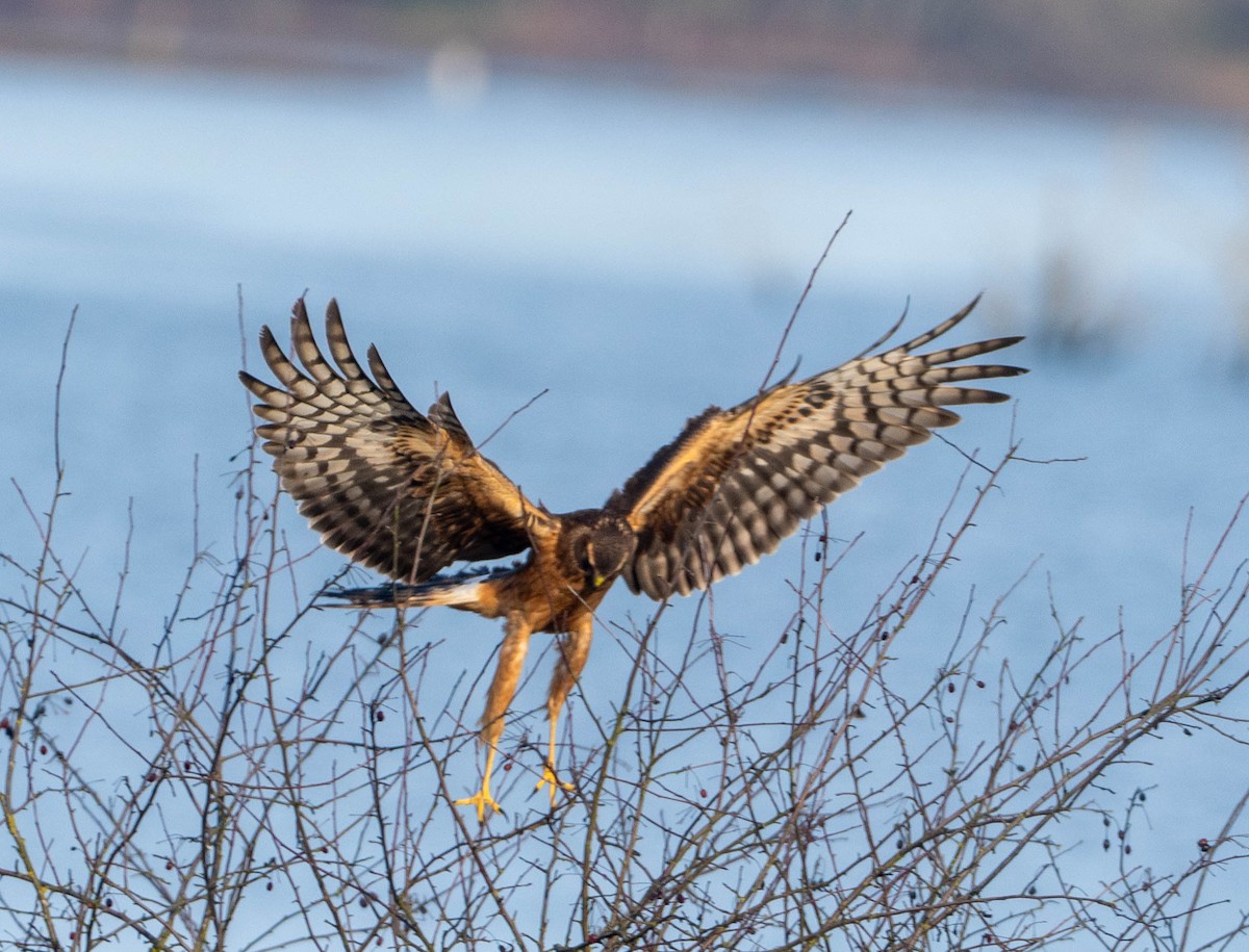 moták severoamerický - ML650446499