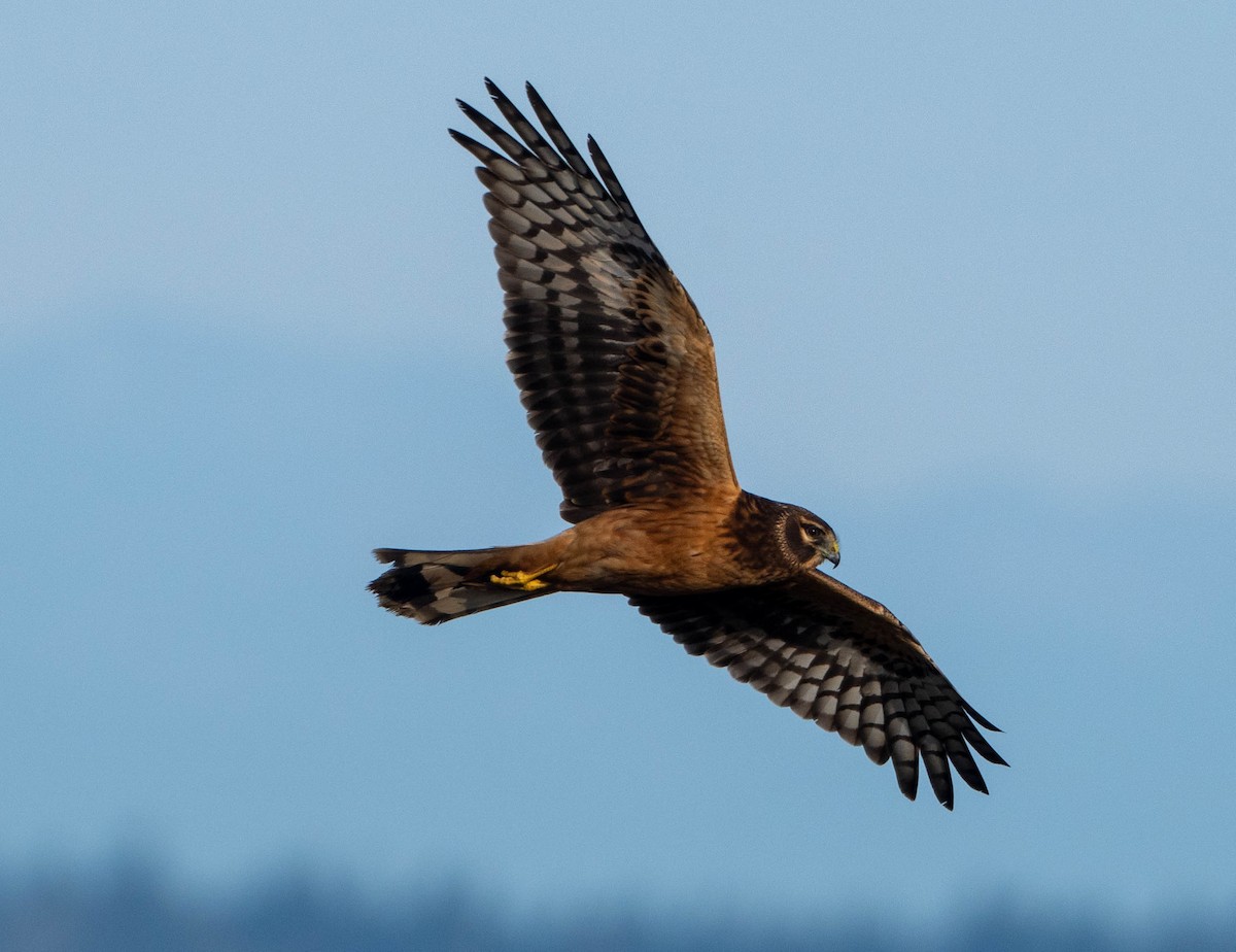 moták severoamerický - ML650446500