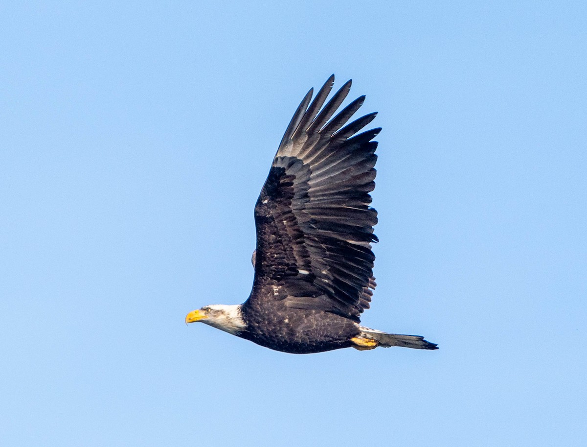 orel bělohlavý - ML650446552