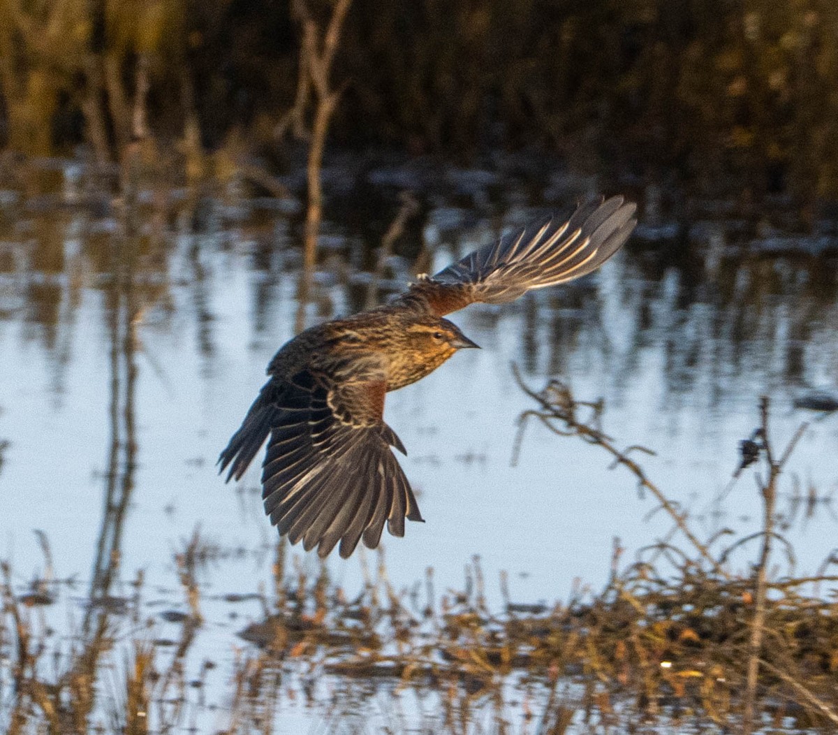 vlhovec červenokřídlý - ML650446660
