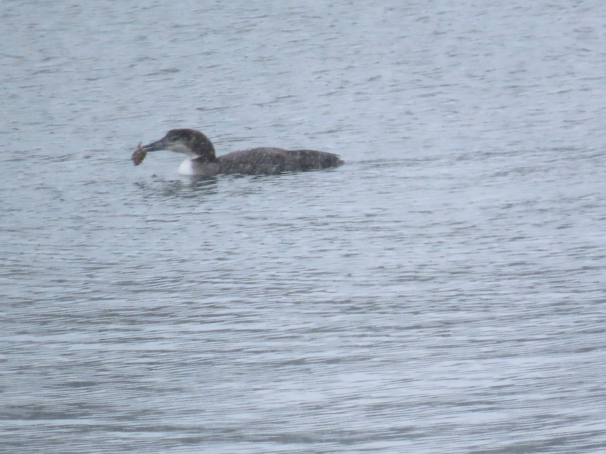צוללן צפוני - ML650446679