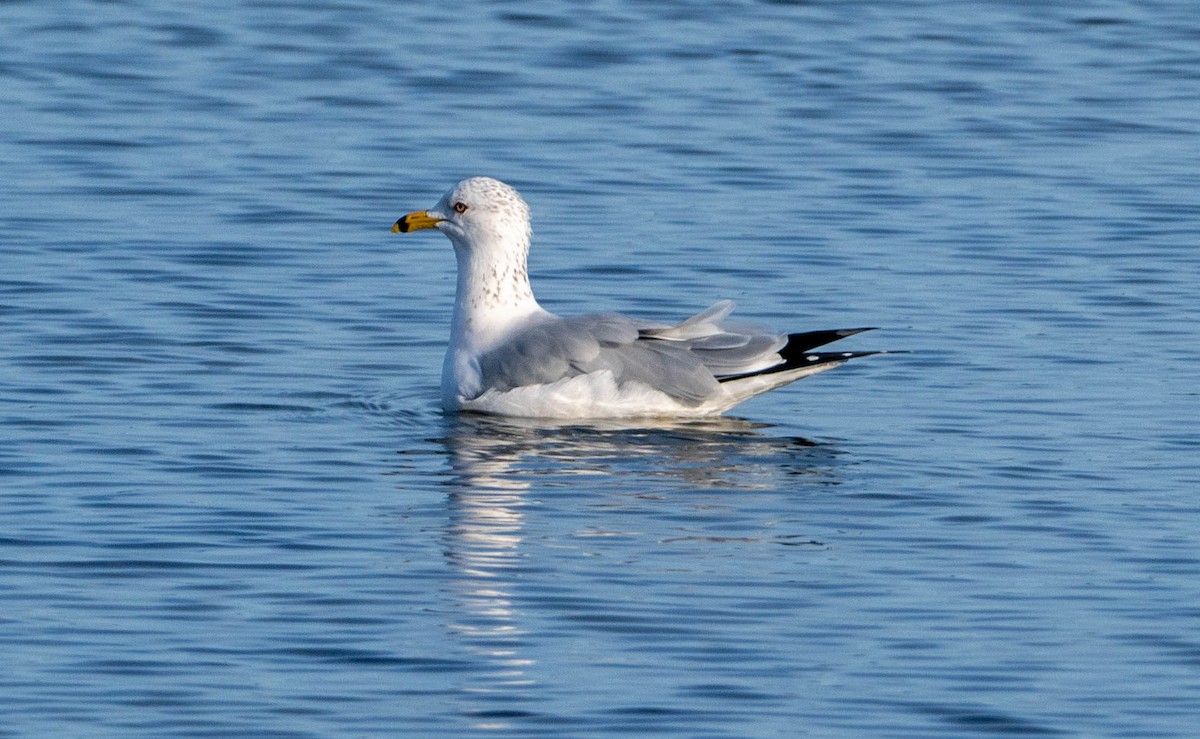 racek kroužkozobý - ML650446740