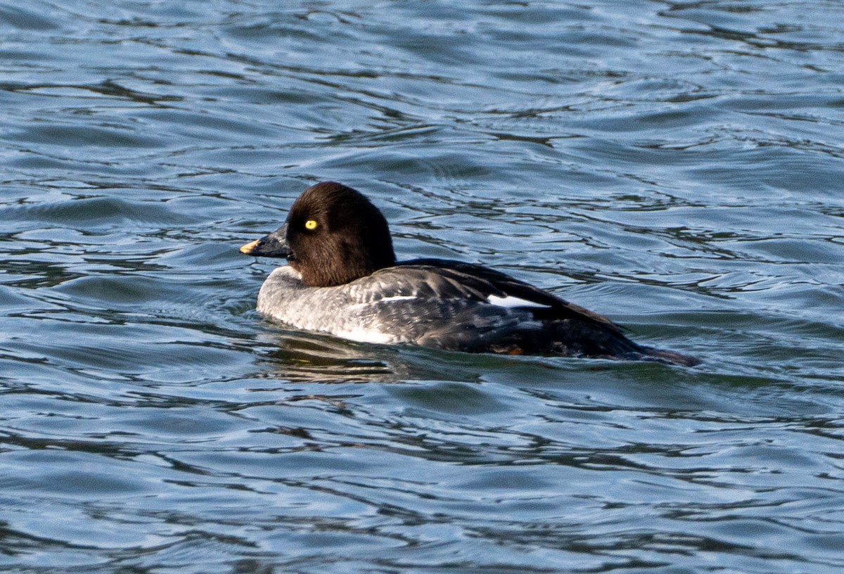 hohol severní - ML650446771