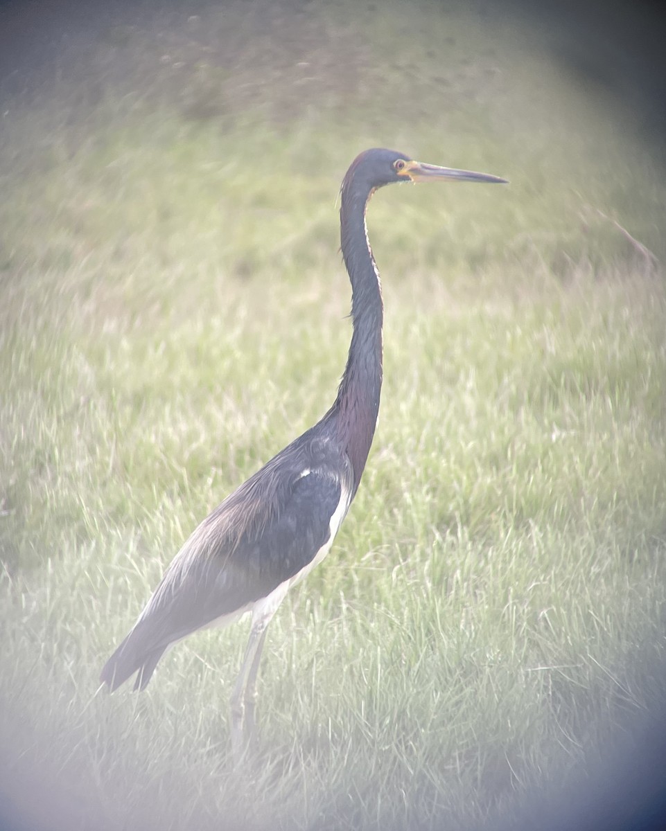 Tricolored Heron - ML650446871