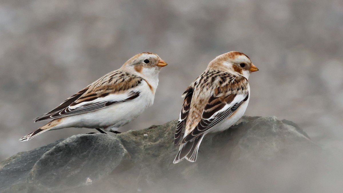 Alaca Çinte - ML650446874