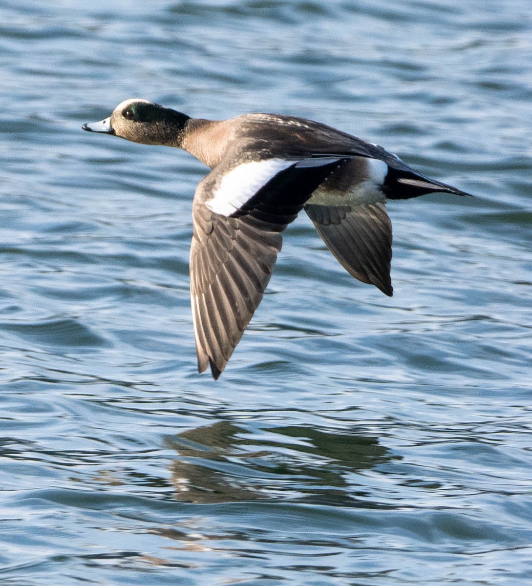 hvízdák americký - ML650446895