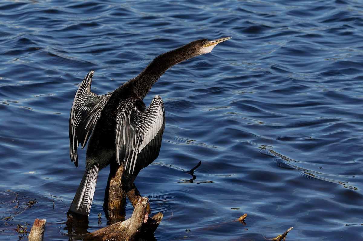 Anhinga - ML650446956