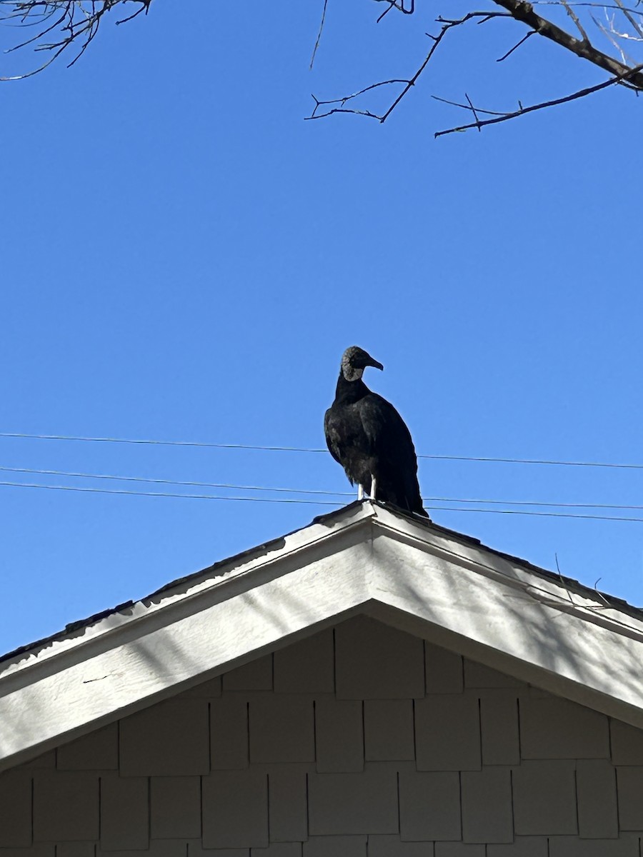 Чёрная катарта - ML650446986