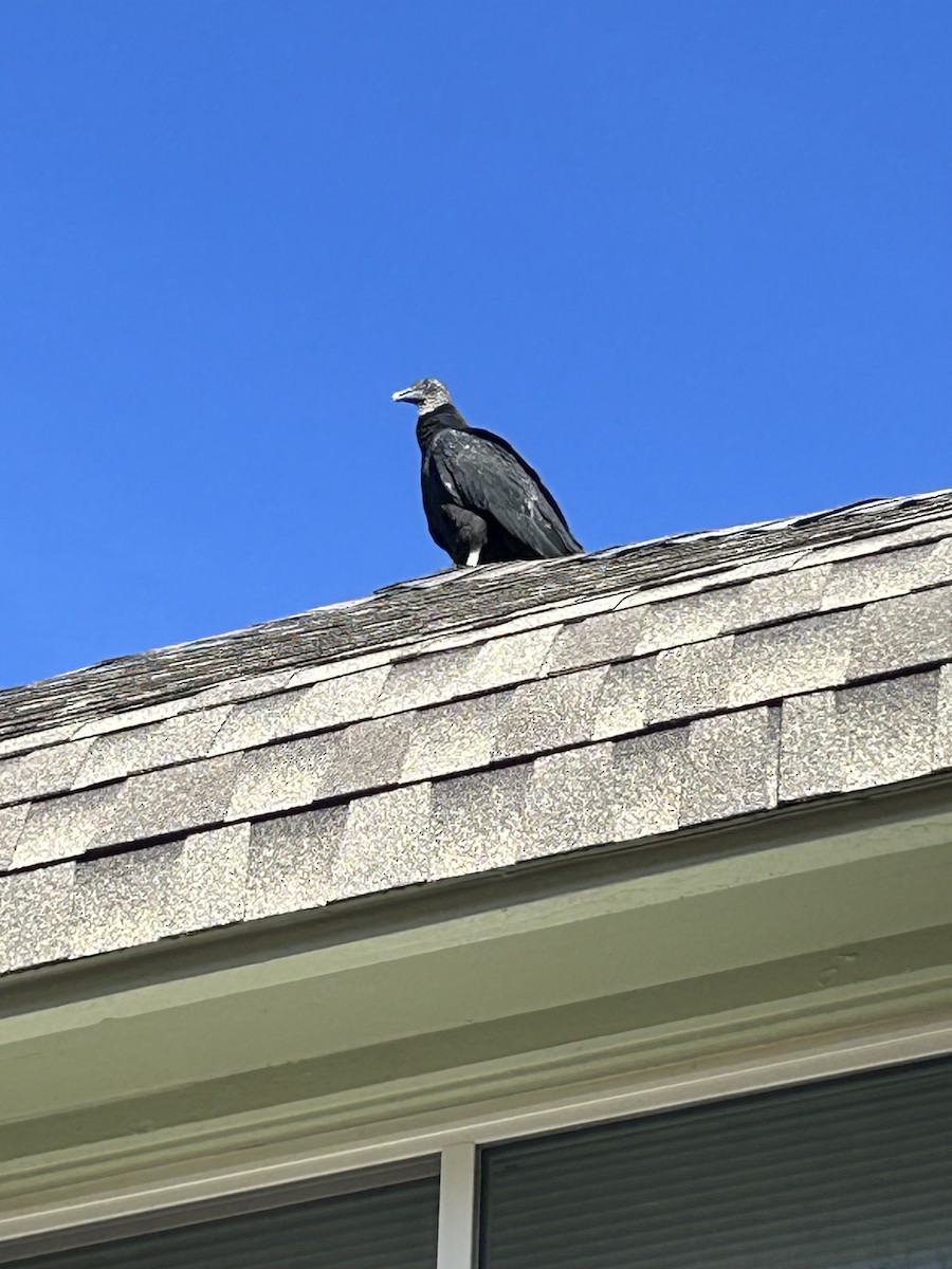 Чёрная катарта - ML650446987