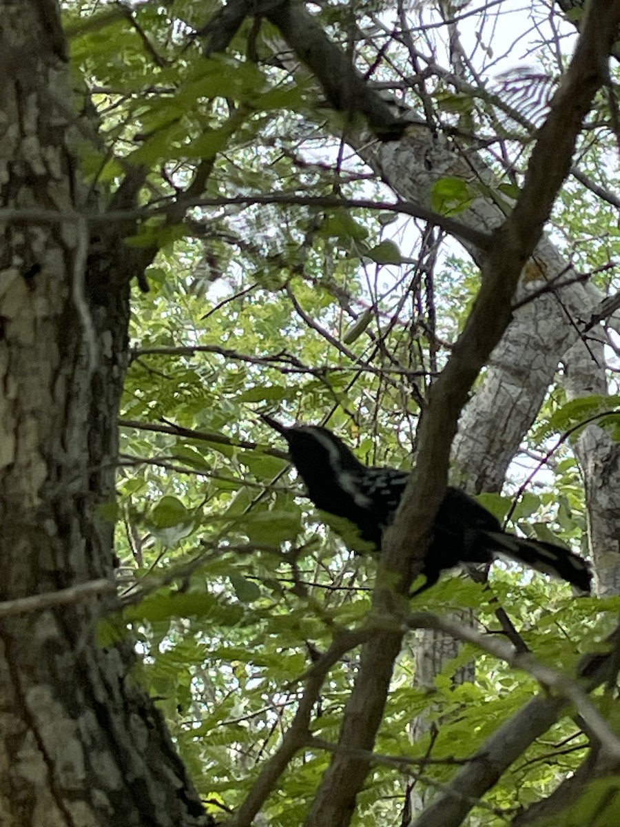 Northern White-fringed Antwren - ML650446992