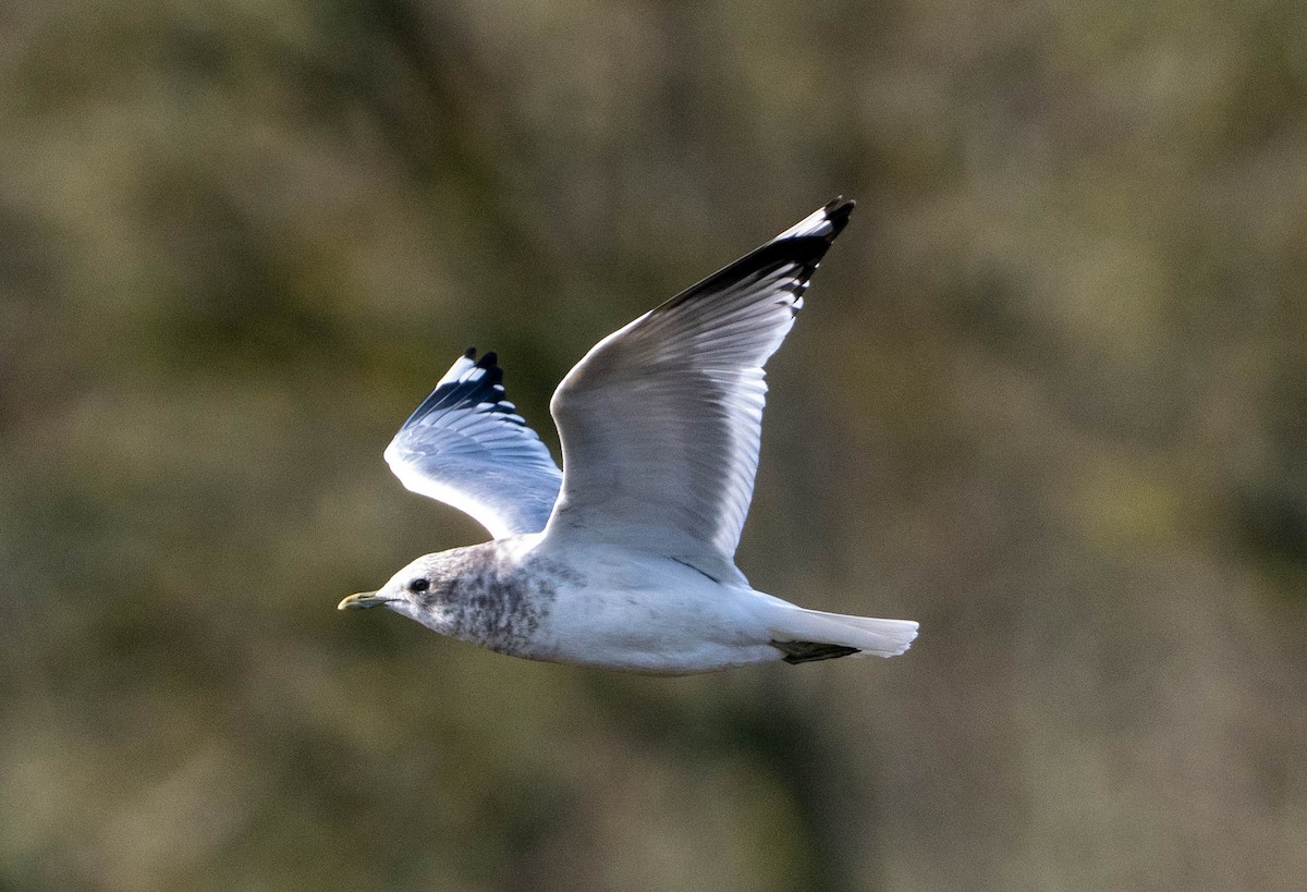 racek aljašský - ML650446996