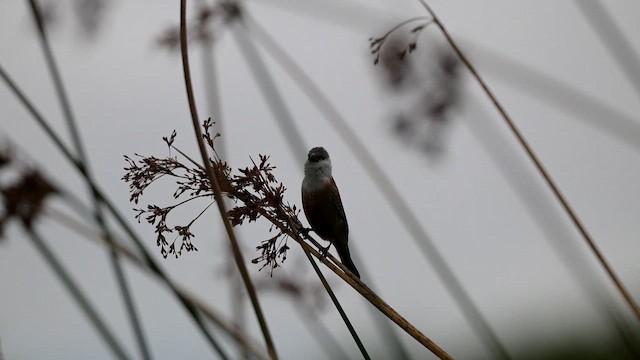 Bataklık Tohumculu - ML650447017