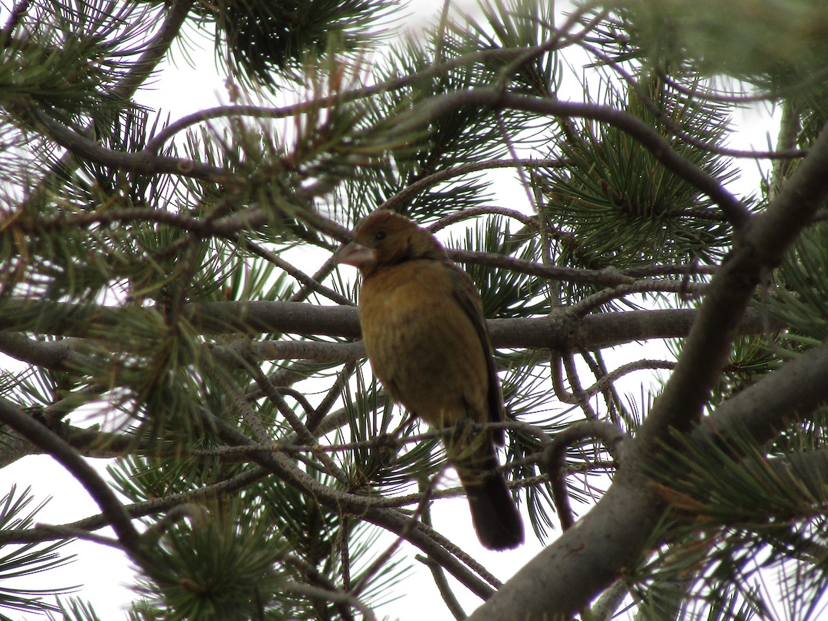 Mavi Çinte - ML650447037