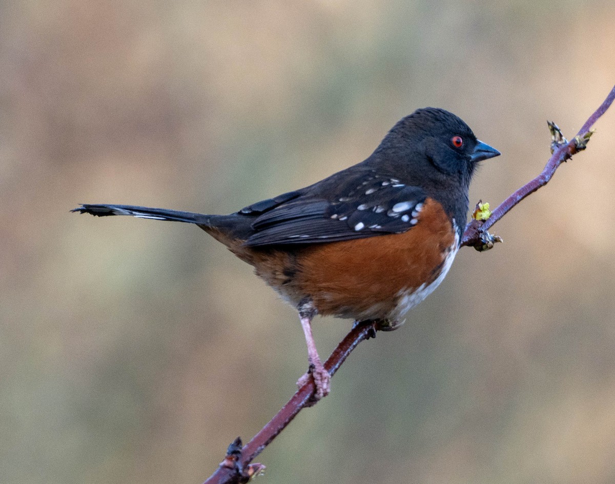 Spotted Towhee - ML650447073