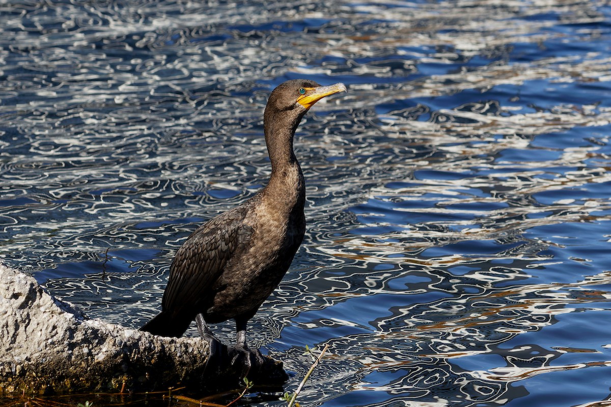 Double-crested Cormorant - ML650447083