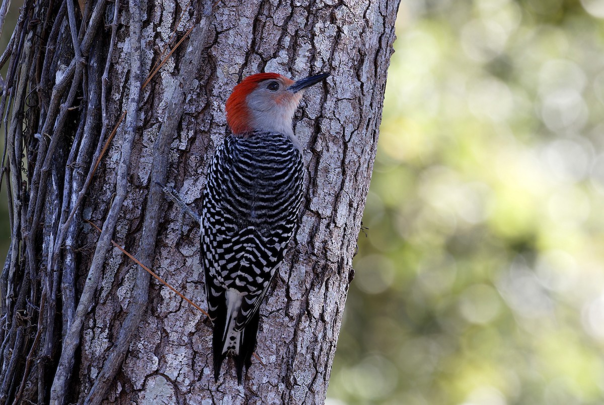 Red-bellied Woodpecker - ML650447193