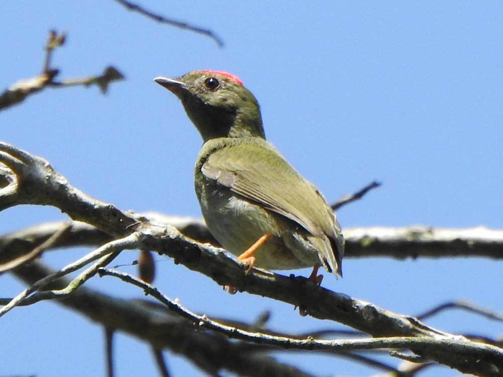 Manakin lancéolé - ML650447423