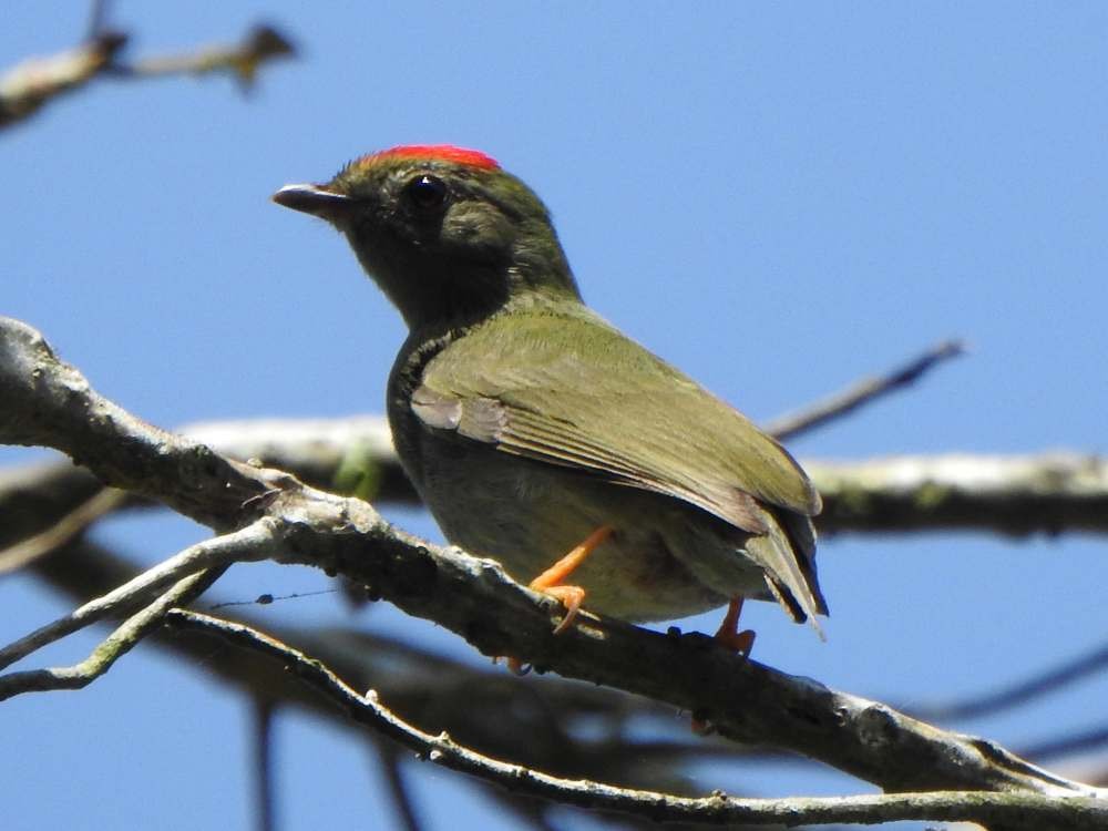 Manakin lancéolé - ML650447424