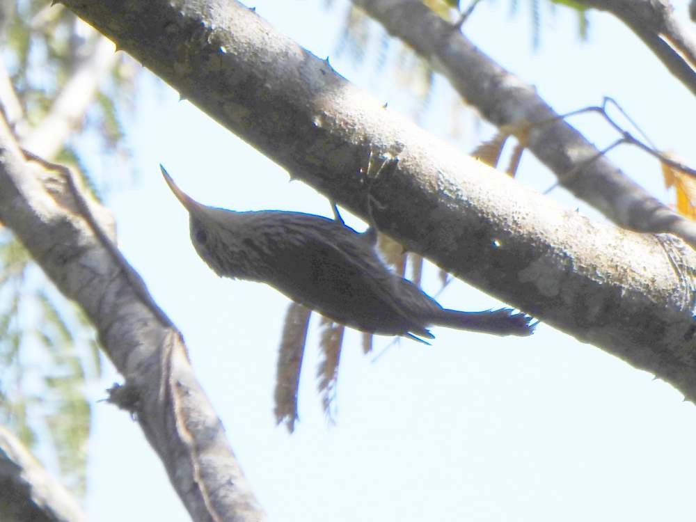 Grimpar de Souleyet - ML650447447