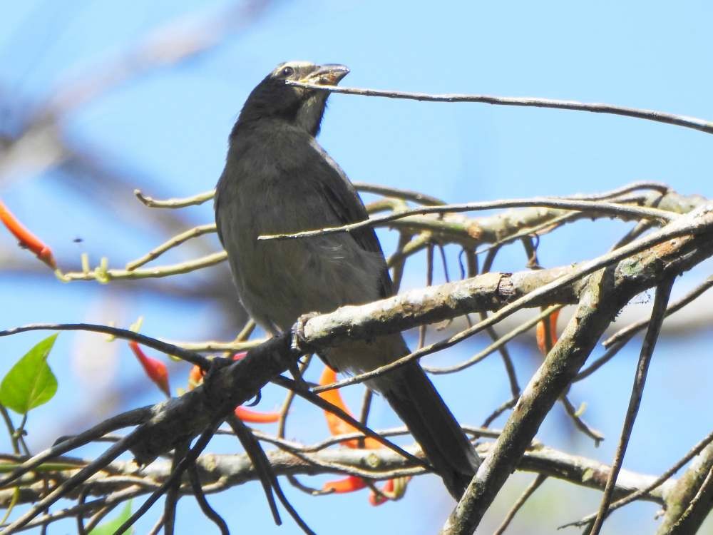 Saltator de Cabanis - ML650447465