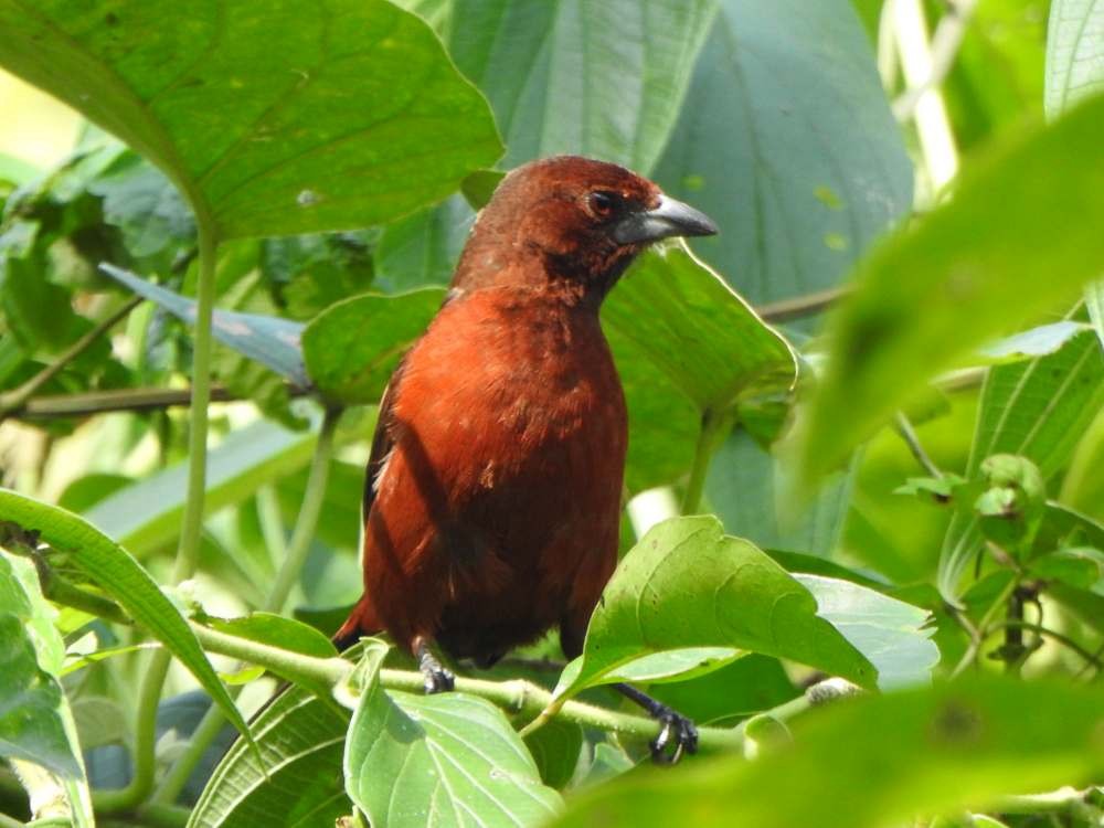 Tangara à bec d'argent - ML650447479