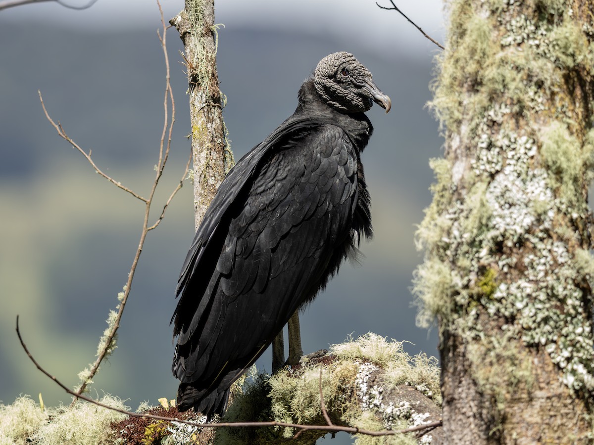 Чёрная катарта - ML650447486